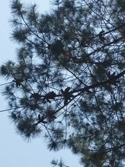 Pinus