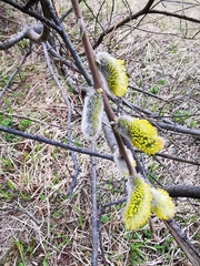 Salix pulchra