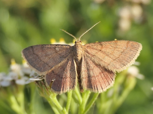 Tawny Wave