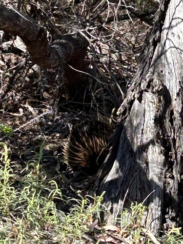 Short-beaked Echidna