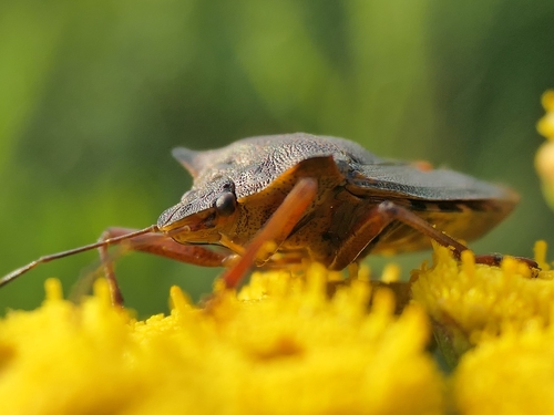 Forest Bug