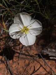 Oenothera pallida