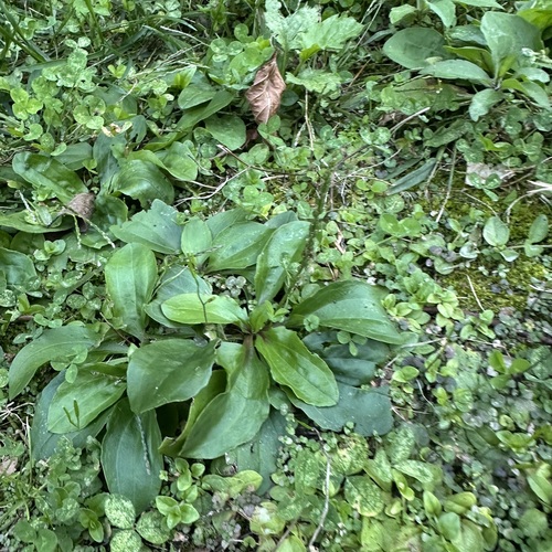 American plantain