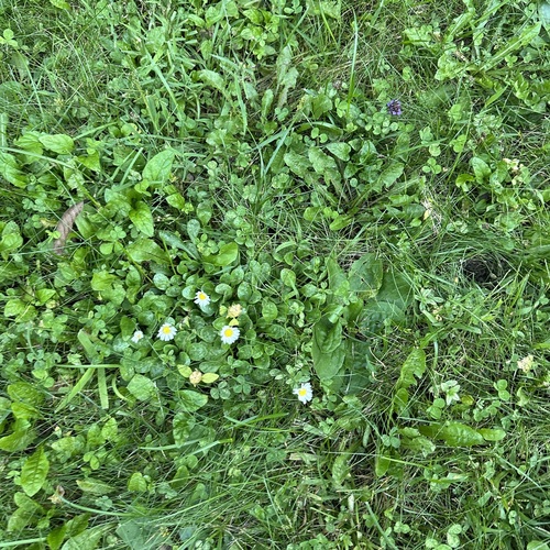 Lawn daisy