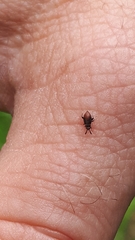 Oxycarenus lavaterae