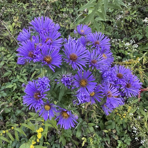 New England aster