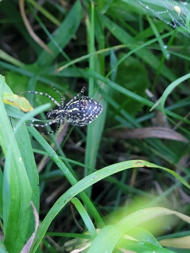 Banded Garden Spider