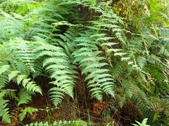 Dennstaedtia scandens