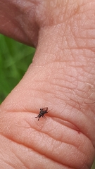 Oxycarenus lavaterae