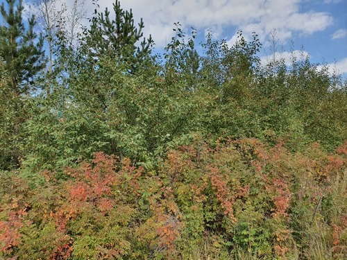 Rosa acicularis, photograph 3
