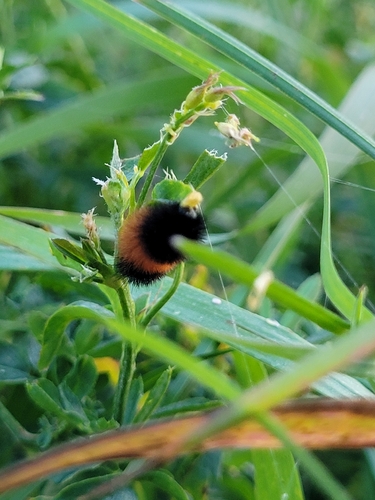 Isabella Tiger Moth