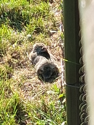Eastern Cottontail