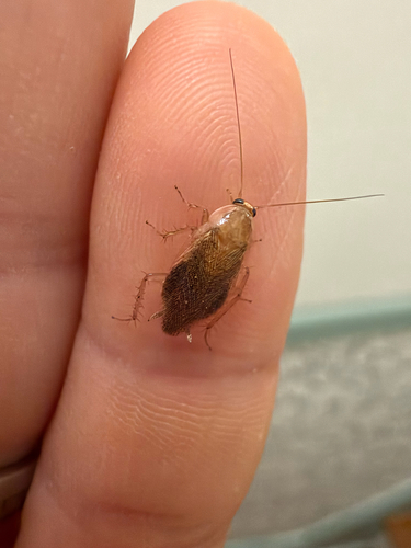 Tawny Cockroach