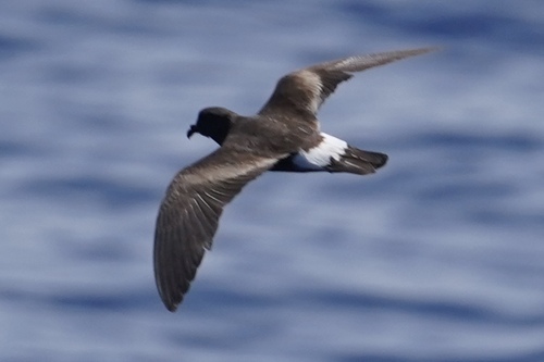 Oceanodroma castro observed 2026-09-22