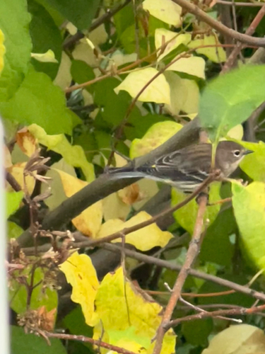 Yellow-rumped Warbler