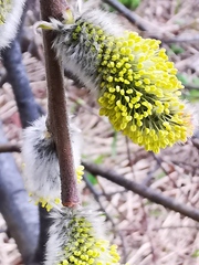 Salix pulchra