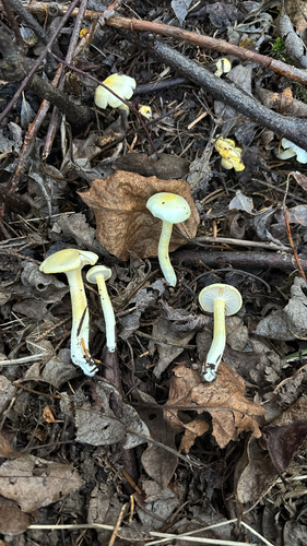 Gold Dust Waxy Cap