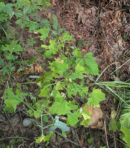 Adenocaulon bicolor, photograph 4