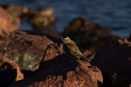 Horned Lark