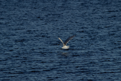 Ring-billed Gull