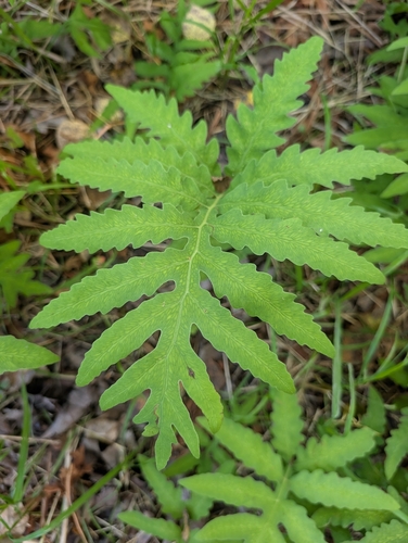 sensitive fern