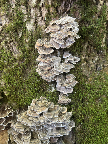 turkey-tail