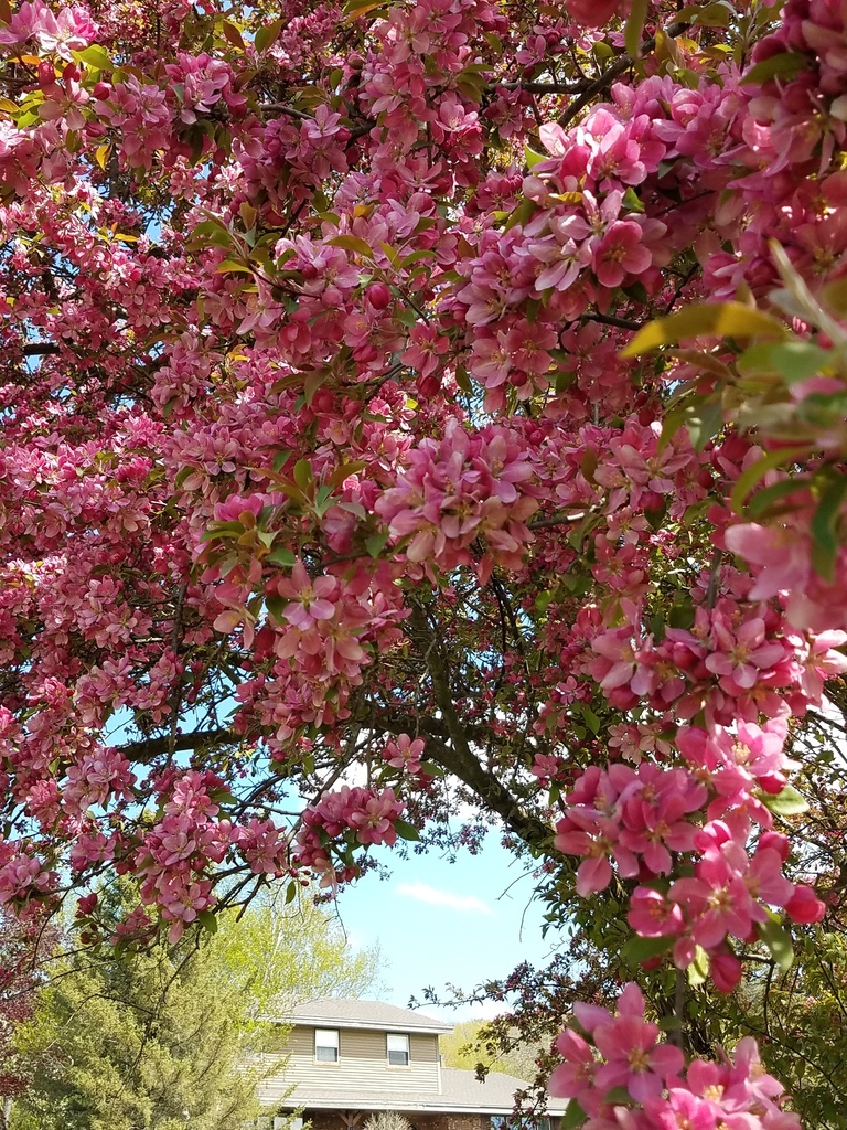 Prairie Crab Apple from Waukesha County, WI, USA on May 20, 2020 at 10: ...