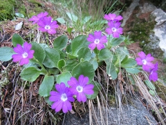 Primula hirsuta