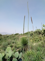 Dasylirion acrotrichum