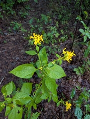 Verbesina occidentalis, photograph (c) James Weaver, some rights reserved (CC BY)