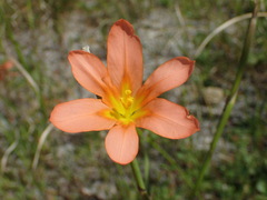 Moraea flaccida