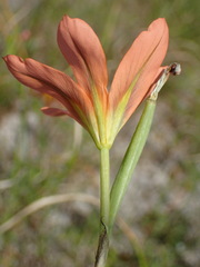 Moraea flaccida, photograph (c) Cricket Raspet, some rights reserved (CC BY)