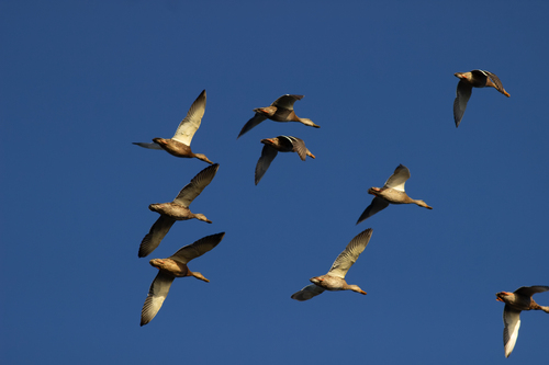 Mallard