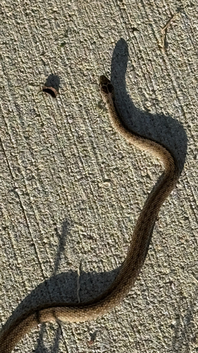 DeKay's Brownsnake