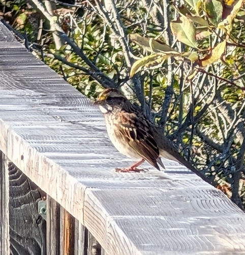 White-throated Sparrow