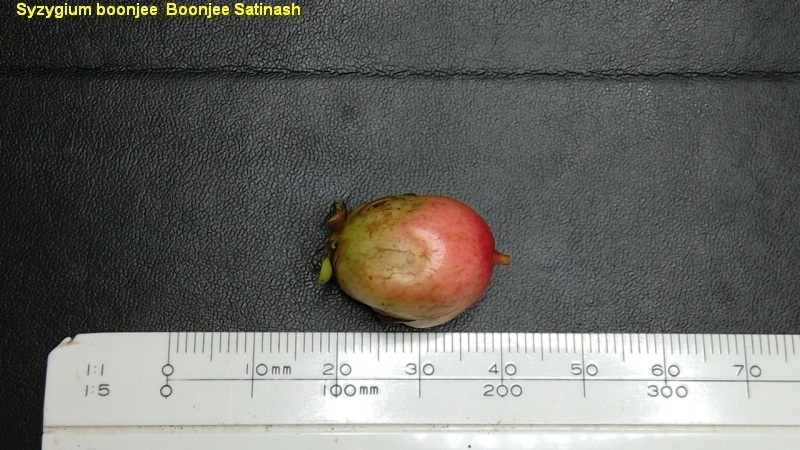 Syzygium boonjee; photograph (c) Wairambar Rainforest, some rights reserved (CC BY)