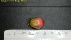 Syzygium boonjee