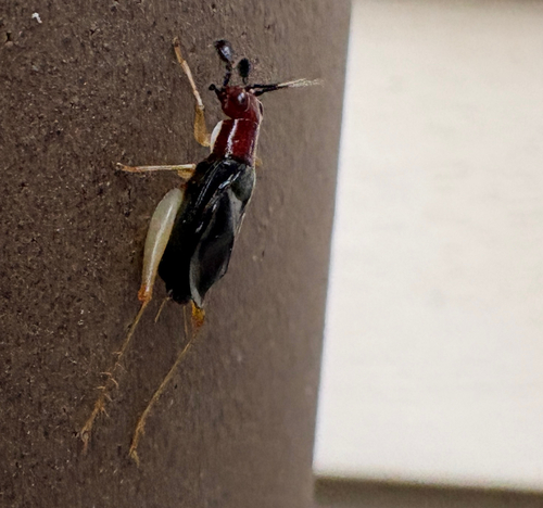 Red-headed Bush Cricket