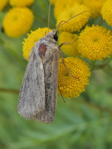 Square-spot Rustic
