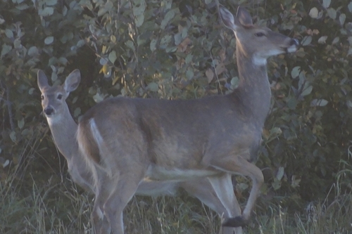White-tailed Deer