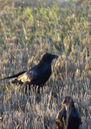 Common Raven