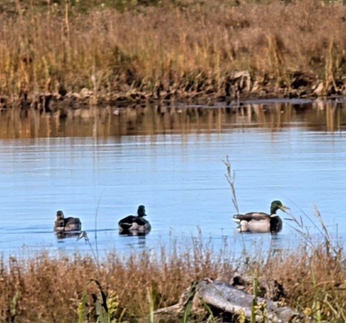 Mallard