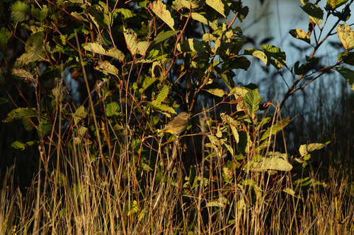 Palm Warbler