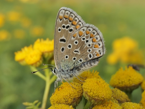Common Blue