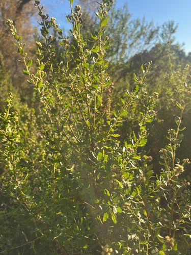 coyote brush