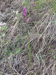 Polygala cretacea