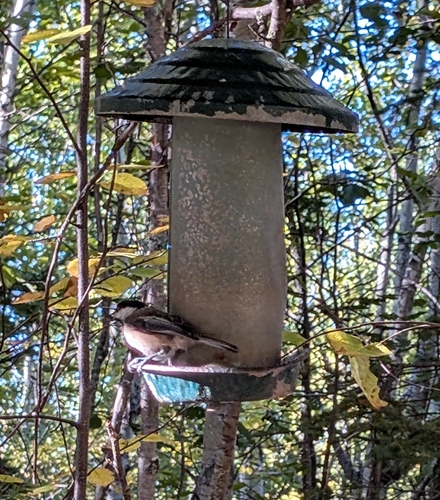 Black-capped Chickadee