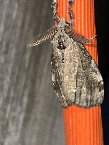 White-marked Tussock Moth