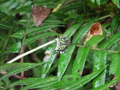 Araneus seminiger