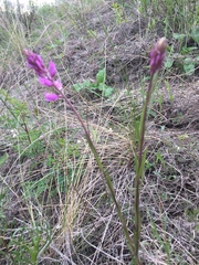 Polygala cretacea